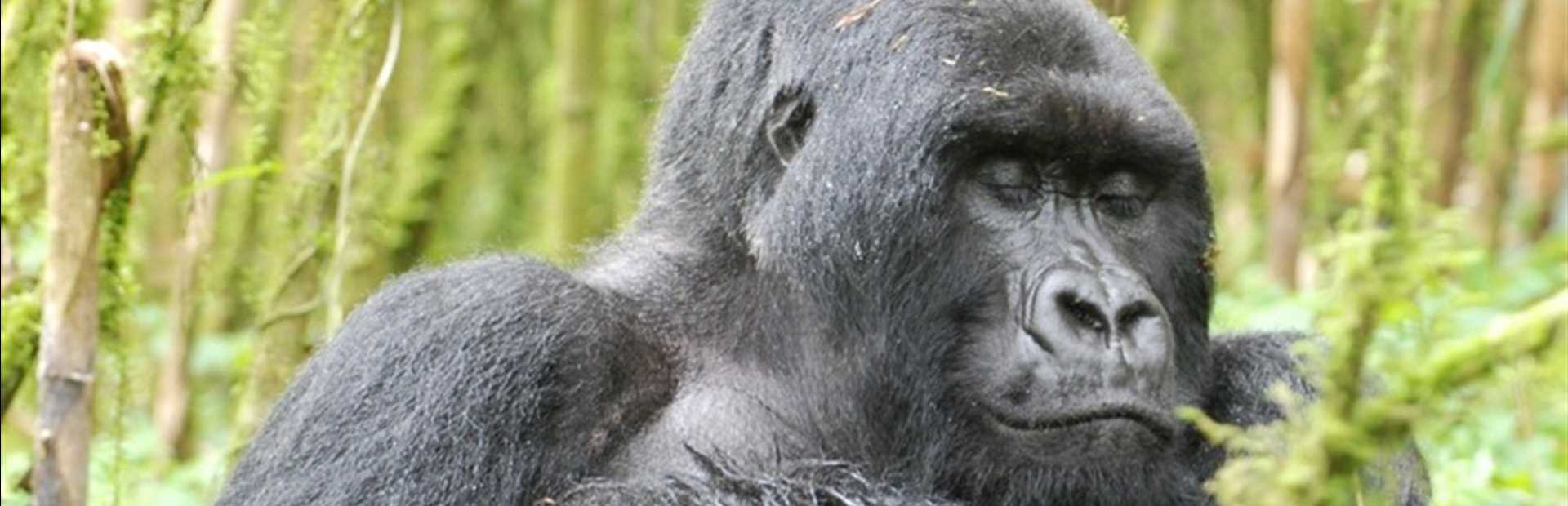 Rwanda Gorilla Safari